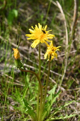 Taraxacum croceum