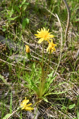 Taraxacum croceum