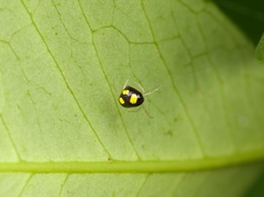 Theridula gonygaster