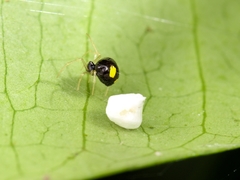 Theridula gonygaster