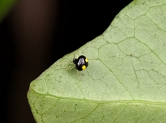 Theridula gonygaster