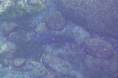 Ictalurus lupus