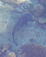 Ictalurus lupus