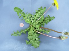 Taraxacum ochrochlorum