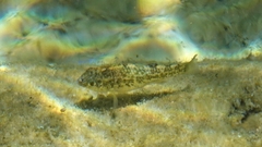 Cyprinodon elegans