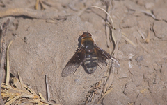 Paravilla hypoxantha