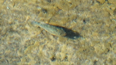 Cyprinodon elegans
