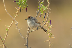 Leptasthenura striata