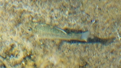 Cyprinodon elegans