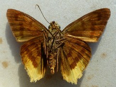 Telegonus anaphus