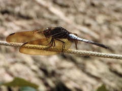 Hadrothemis vrijdaghi