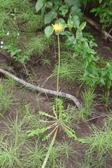 Taraxacum longicorne