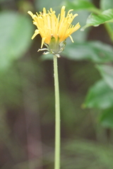 Taraxacum longicorne