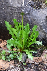 Taraxacum longicorne
