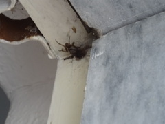 Steatoda nobilis