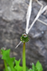 Taraxacum longicorne