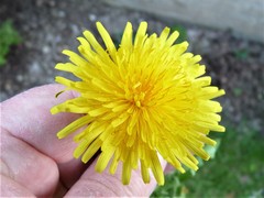 Taraxacum ochrochlorum