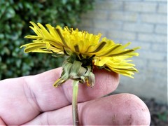 Taraxacum ochrochlorum