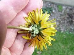 Taraxacum ochrochlorum