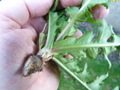 Taraxacum ochrochlorum
