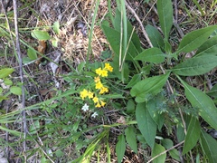 Lithospermum canescens