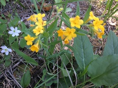 Lithospermum canescens