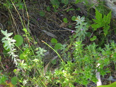 Indigofera filicaulis