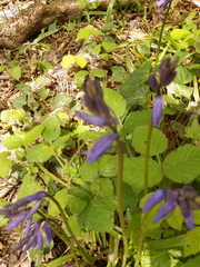 Hyacinthoides non-scripta