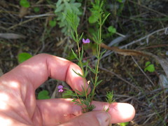 Indigofera filicaulis