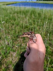 Rana amurensis