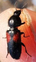 Divales bipustulatus