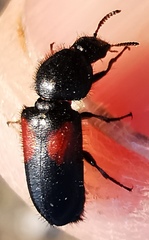 Divales bipustulatus