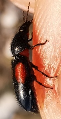 Divales bipustulatus
