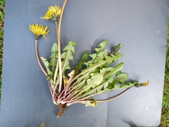 Taraxacum oellgaardii