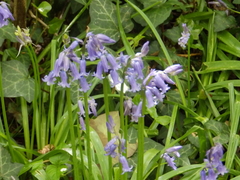 Hyacinthoides non-scripta