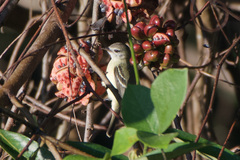 Nesotriccus incomtus