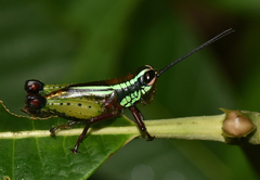Othnacris surdaster