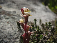 Disa ocellata