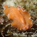 Mediterranean Orange Polyclad Worm - Photo (c) Frédéric ANDRE, some rights reserved (CC BY-NC), uploaded by Frédéric ANDRE