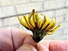 Taraxacum oellgaardii