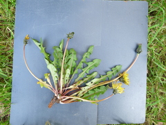 Taraxacum oellgaardii