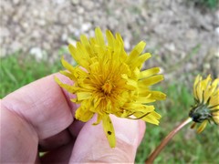 Taraxacum oellgaardii