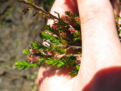 Erica diosmifolia