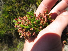 Erica diosmifolia