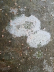 Phlyctis boliviensis