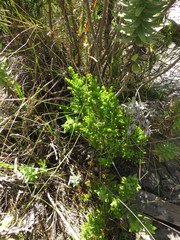 Erica petiolaris