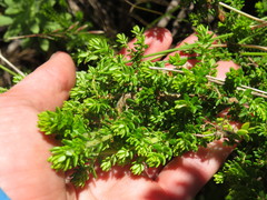 Erica petiolaris