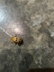 Podontia quatuordecimpunctata