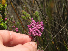 Erica mollis
