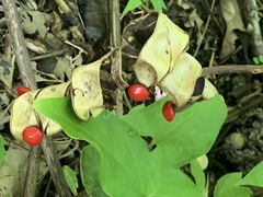 Adenanthera